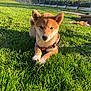 dog, puppy, shiba_inu, grass, outdoor, sunlight, leash, pet, animal, garden, fence, toy, nature, greenery, canine, cute, young, fur, mammal, daylight