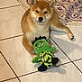 Scarlett participe au concours pour gagner de l'argent avec cette photo : dog, shiba_inu, plush_toy, green_toy, rope_toy, tile_floor, rug, purple_rug, indoor, pet, animal, cute, fur, ears, paws, lying_down, looking_at_camera, home, cozy, relaxed