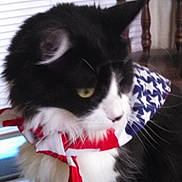 Maxwell is registered to the contest to win money with this photo: cat, black_and_white, scarf, indoor, window, blinds, chair, furniture, pet, animal, fur, whiskers, portrait, close_up, domestic_cat, sitting, looking_away, pattern, stars, stripes