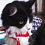 cat, black_and_white, scarf, indoor, window, blinds, chair, furniture, pet, animal, fur, whiskers, portrait, close_up, domestic_cat, sitting, looking_away, pattern, stars, stripes