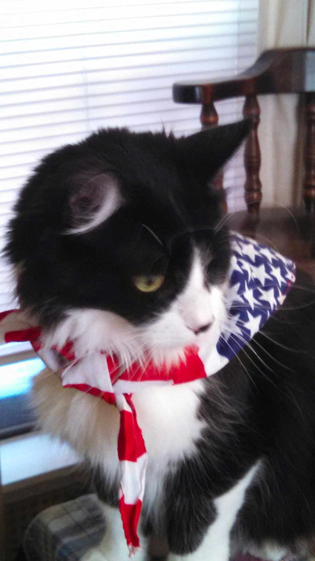 Maxwell is registered to the contest to win money with this photo: cat, black_and_white, scarf, indoor, window, blinds, chair, furniture, pet, animal, fur, whiskers, portrait, close_up, domestic_cat, sitting, looking_away, pattern, stars, stripes