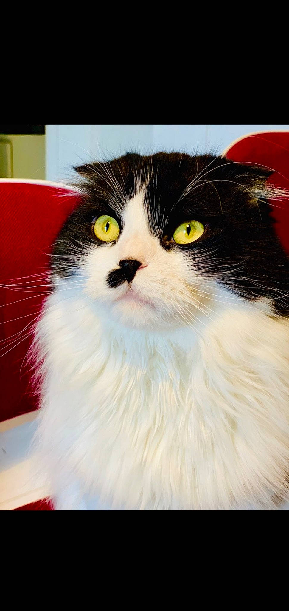 Leny participe au concours pour gagner de l'argent avec cette photo : british_longhair, carnivore, cat, domestic_long_haired_cat, felidae, kitten, mammal, norwegian_forest_cat, persian, ragamuffin, small_to_medium_sized_cats, vertebrate, whiskers