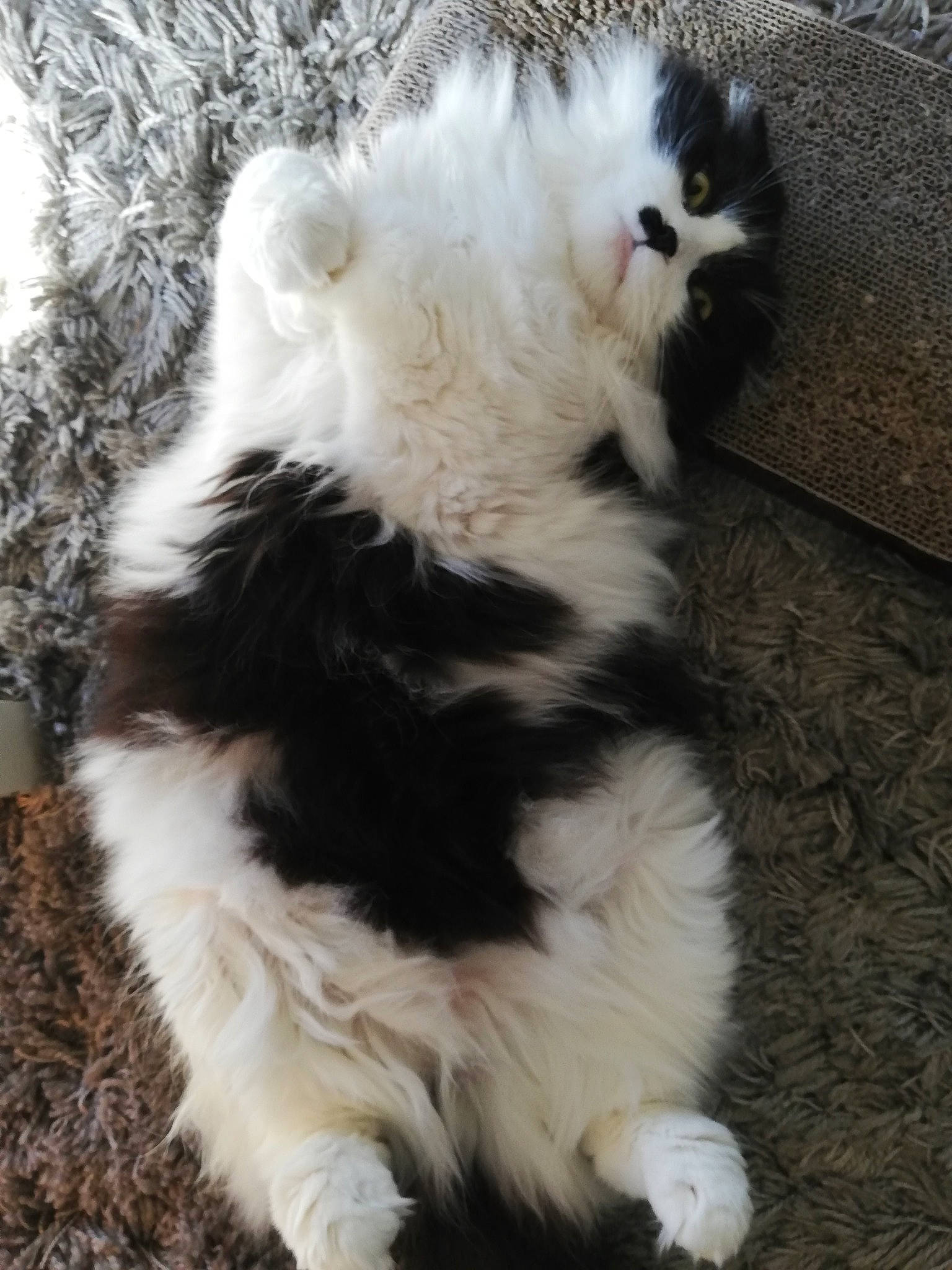 Leny participe au concours pour gagner de l'argent avec cette photo : canidae, carnivore, cat, cymric, domestic_long_haired_cat, fawn, felidae, fur, kitten, mammal, norwegian_forest_cat, paw, persian, small_to_medium_sized_cats, tail, whiskers