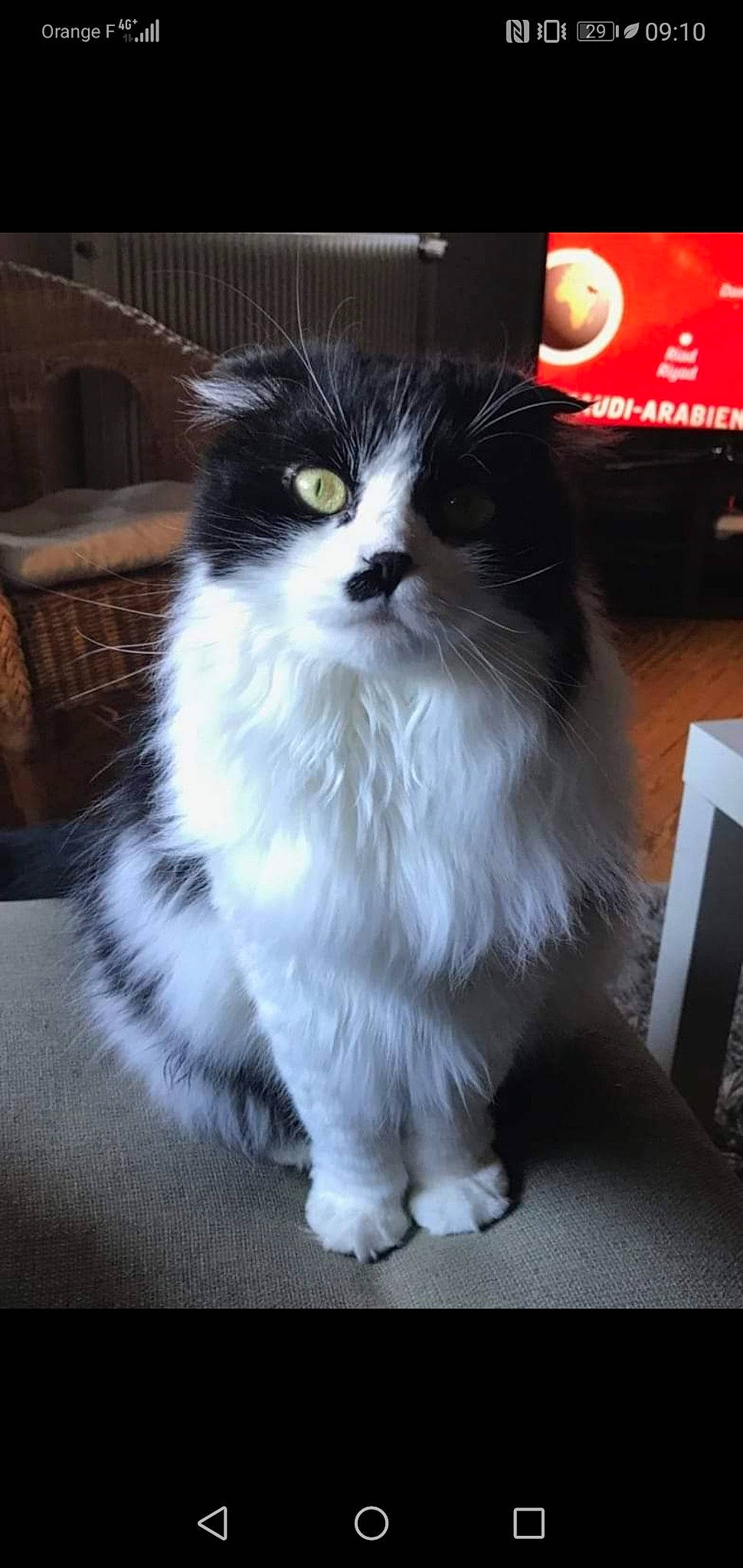 Leny a rejoint le concours — aidez-le/la à gagner de superbes lots ! american_curl, asian_semi_longhair, british_longhair, british_semi_longhair, carnivore, cat, cymric, domestic_long_haired_cat, felidae, kitten, mammal, napoleon_cat, norwegian_forest_cat, persian, photo_caption, ragamuffin, small_to_medium_sized_cats, snout, vertebrate, whiskers