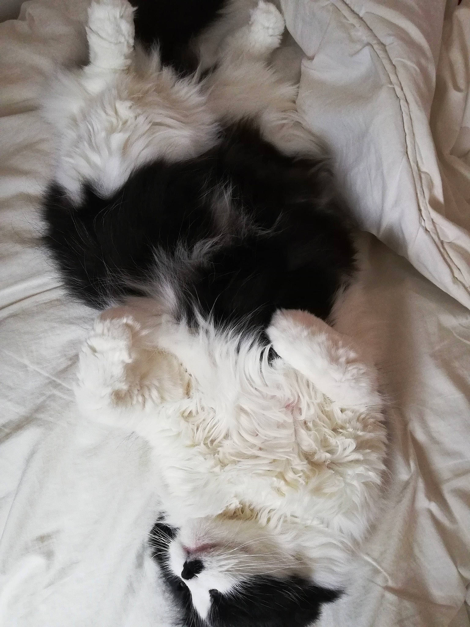 Leny a rejoint le concours — aidez-le/la à gagner de superbes lots ! canidae, carnivore, dog, dog_breed, ear, fur, terrier, textile