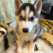 Cain joined the competition — help win amazing prizes! husky, puppy, dog, pet, animal, fur, cute, indoors, blanket, cozy, tiger_stripe, ears, face, eyes, nose, young, mammal, domestic, sitting, curtain
