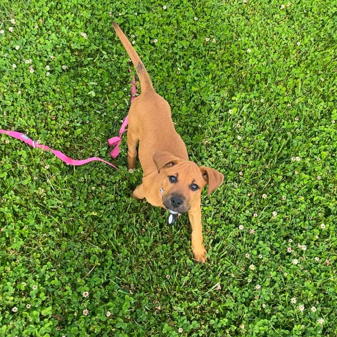Ruger joined the competition — help win amazing prizes! accessories, animal, ball, boxer, bulldog, canine, dog, grass, hound, lawn, leash, outdoors, pet, plant, puppy, sport, strap, tennis, tennisball, vegetation