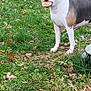 Kali is registered to the contest to win money with this photo: animal, black, brown, burger_bun, cute, dog, ears, fall, grass, guilty_look, leaves, mouth, nature, outdoor, pet, side_view, snout, standing, white, yard