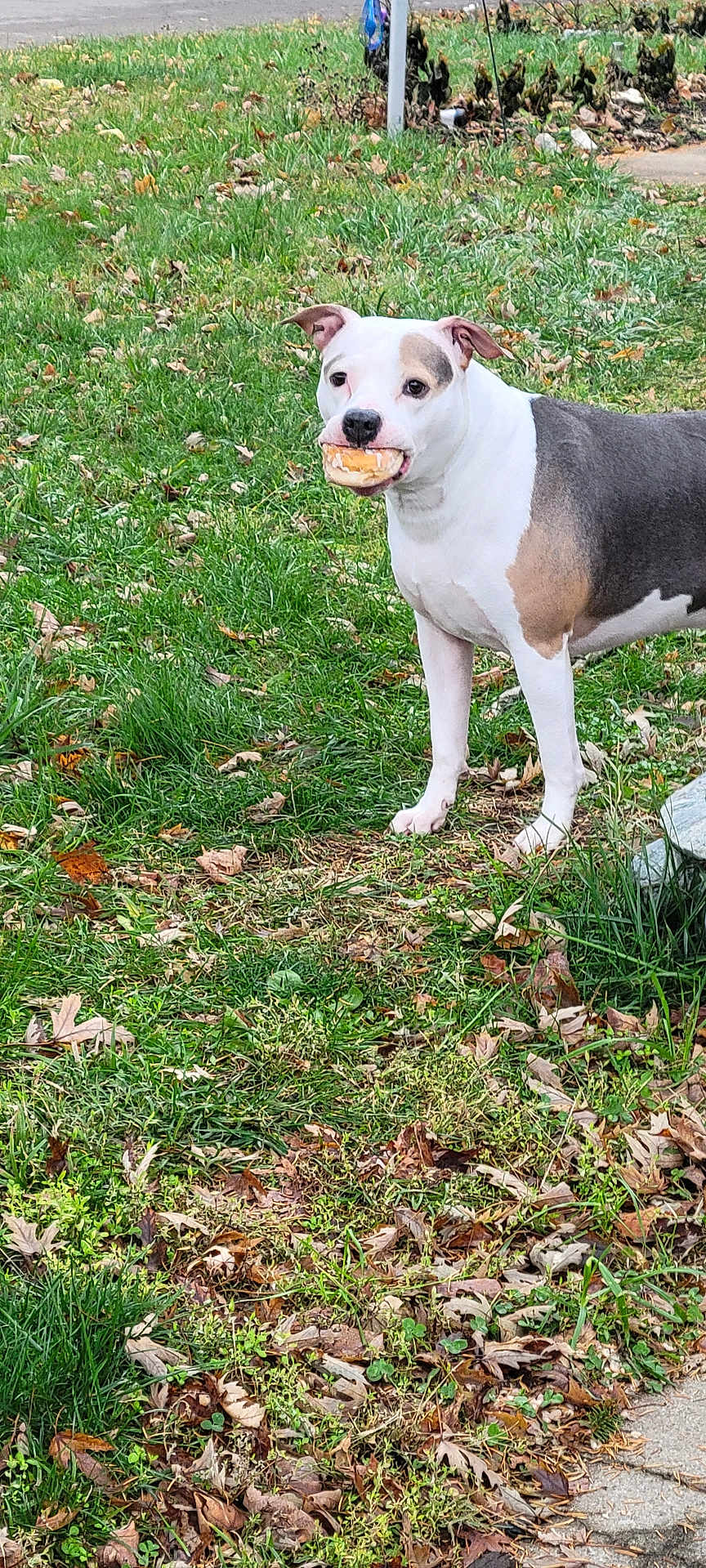 Kali is registered to the contest to win money with this photo: animal, black, brown, burger_bun, cute, dog, ears, fall, grass, guilty_look, leaves, mouth, nature, outdoor, pet, side_view, snout, standing, white, yard