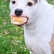 Kali is registered to the contest to win money with this photo: dog, white_dog, patch, bagel, food_in_mouth, grass, outdoor, leaf, animal, pet, cute, standing, snout, ears, fur, canine, nature, playful, muzzle, alert