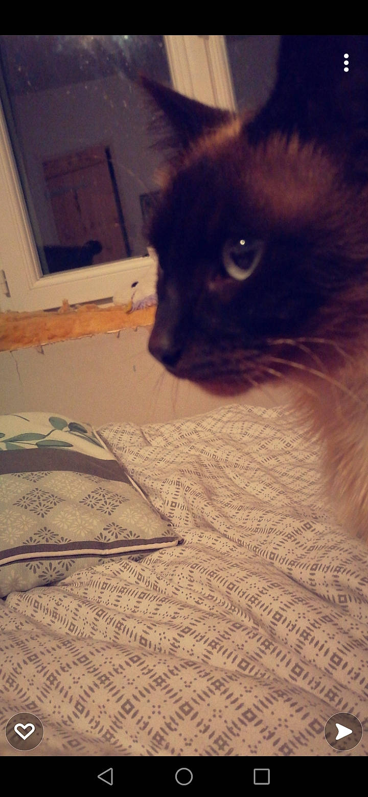 Minoux participe au concours pour gagner de l'argent avec cette photo : bedding, black_cat, carnivore, cat, comfort, domestic_short_haired_cat, fawn, felidae, flooring, fur, hardwood, linens, siamese, small_to_medium_sized_cats, snout, tail, thai, tints_and_shades, whiskers, wood