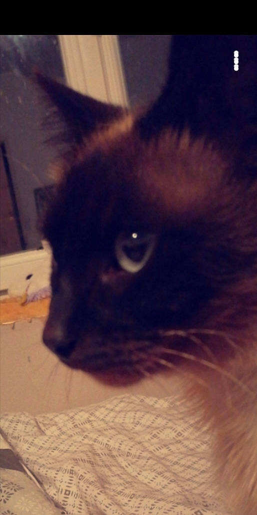 Minoux a rejoint le concours — aidez-le/la à gagner de superbes lots ! black_cat, carnivore, cat, domestic_short_haired_cat, electric_blue, eye, eyebrow, fawn, felidae, fur, hair, head, human_body, iris, small_to_medium_sized_cats, snout, tail, terrestrial_animal, whiskers, window