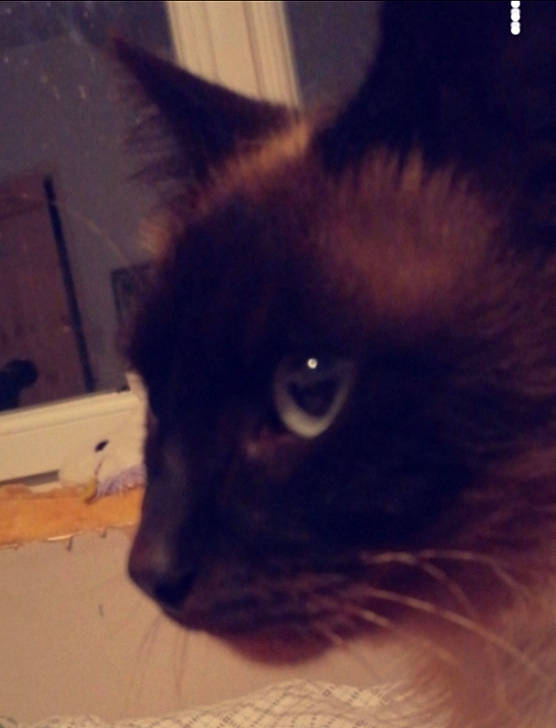 Minoux a rejoint le concours — aidez-le/la à gagner de superbes lots ! black_cat, carnivore, cat, domestic_short_haired_cat, electric_blue, eye, fawn, felidae, fur, human_body, small_to_medium_sized_cats, snout, square, tail, terrestrial_animal, whiskers, window