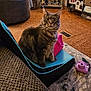 Diesel joined the competition — help win amazing prizes! cat, gray_cat, fluffy_cat, pet, indoor, living_room, carpet, chair, gaming_chair, camera, pink_camera, bag, pink_bag, furniture, cozy, home_decor, floor_vent, rug, sitting, animal