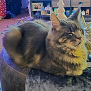 Diesel joined the competition — help win amazing prizes! cat, gray_cat, fluffy, pet, indoor, living_room, ottoman, furniture, christmas_decor, holiday, decorations, cozy, carpet, shelf, photo_frame, ornaments, tree_decor, relaxed, feline, domestic_animal