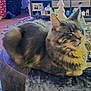 cat, gray_cat, fluffy, pet, indoor, living_room, ottoman, furniture, christmas_decor, holiday, decorations, cozy, carpet, shelf, photo_frame, ornaments, tree_decor, relaxed, feline, domestic_animal