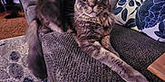Diesel joined the competition — help win amazing prizes! cat, fluffy_cat, couch, living_room, pillows, carpet, furniture, indoor, pet, relaxed, stretching, gray_cat, curious, cozy, home, decor, animal, feline, whiskers, ears
