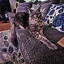 cat, fluffy_cat, couch, living_room, pillows, carpet, furniture, indoor, pet, relaxed, stretching, gray_cat, curious, cozy, home, decor, animal, feline, whiskers, ears