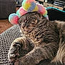 Diesel is registered to the contest to win money with this photo: cat, tabby, sleeping, pet, fluffy, feline, pom_pom, colorful, hat, crown, cozy, blanket, living_room, furniture, carpet, cute, relaxed, indoors, close_up, animal