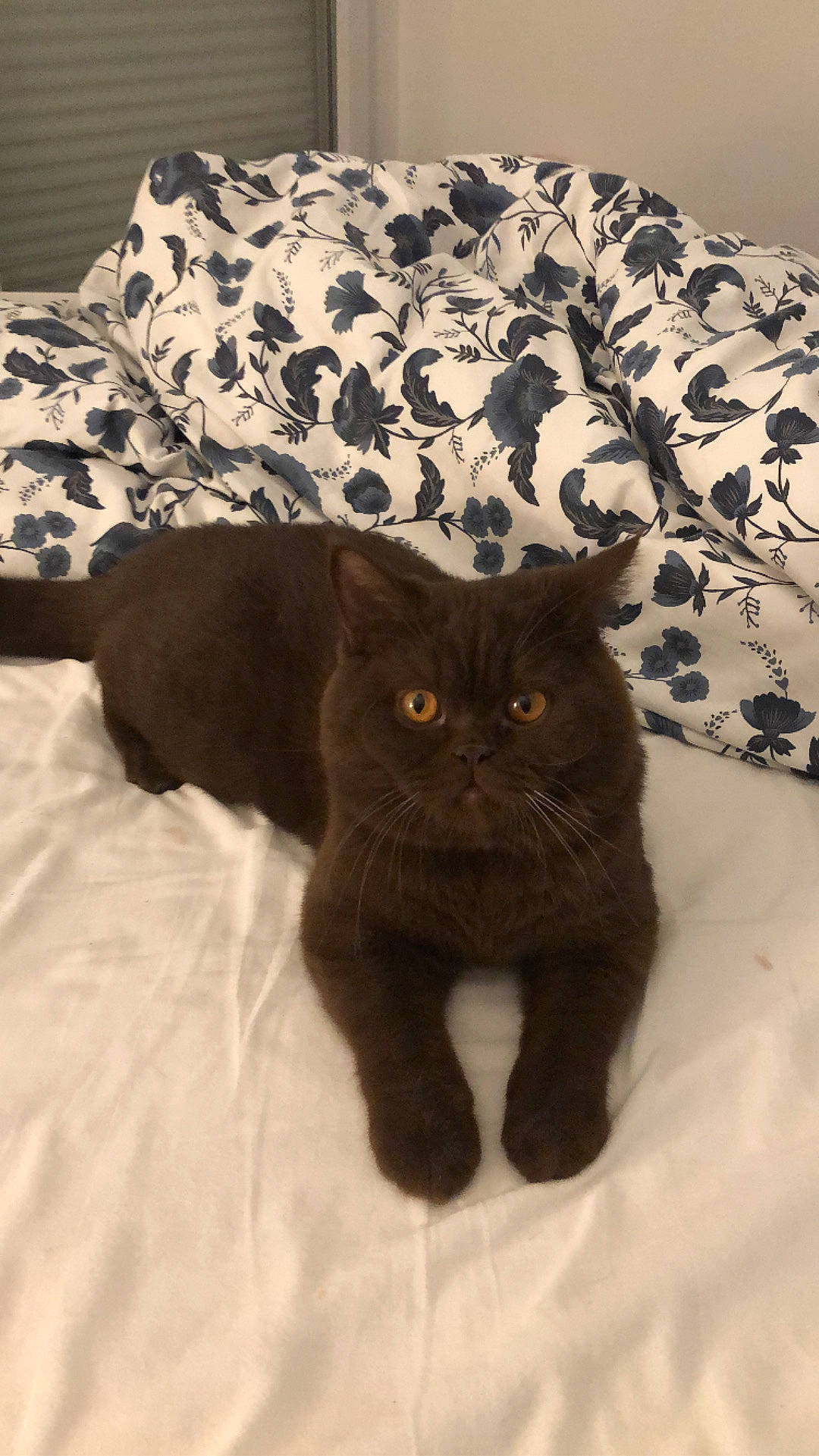 Rajah a rejoint le concours — aidez-le/la à gagner de superbes lots ! black_cat, bombay, brown, carnivore, cat, claw, comfort, domestic_short_haired_cat, felidae, fur, grey, linens, liver, pattern, small_to_medium_sized_cats, snout, tail, terrestrial_animal, whiskers