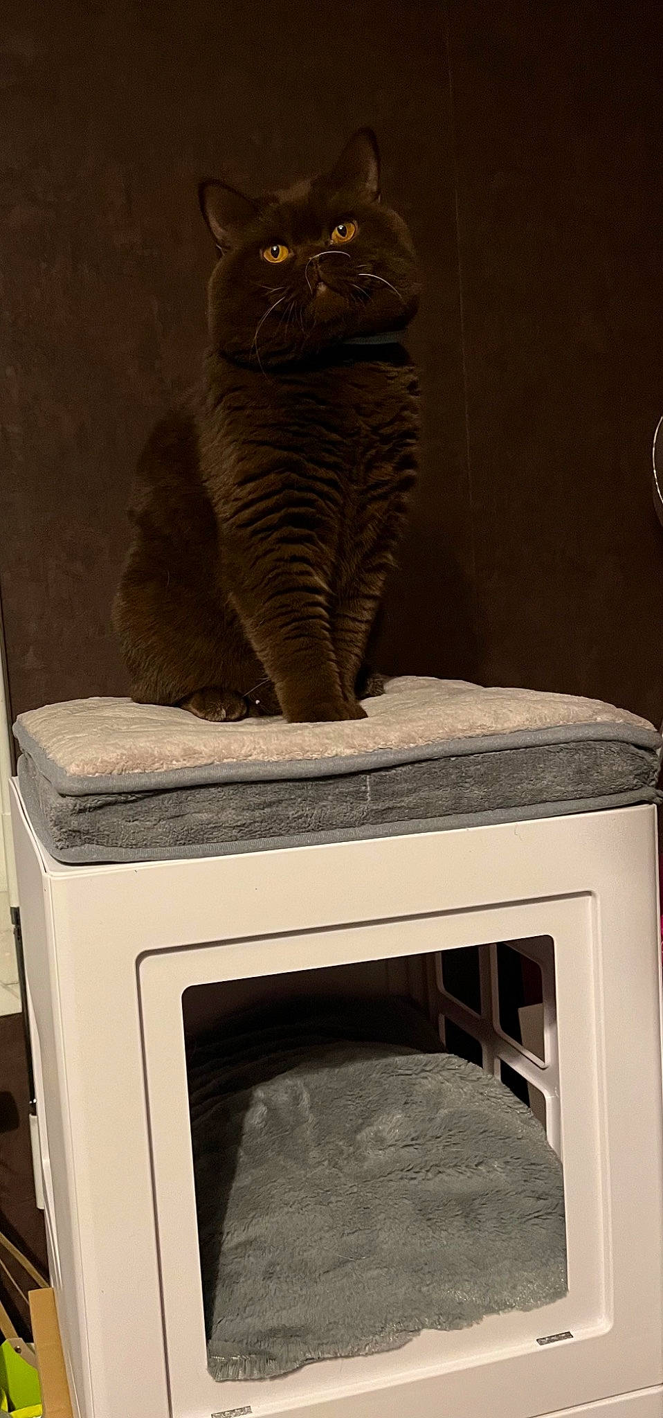 Rajah participe au concours pour gagner de l'argent avec cette photo : artifact, carnivore, cat, cat_supply, chair, domestic_short_haired_cat, felidae, fur, gas, grey, hardwood, hearth, pet_supply, room, small_to_medium_sized_cats, tail, terrestrial_animal, whiskers, white, wood