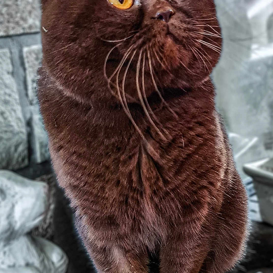 Rajah