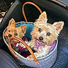 Oasis a rejoint le concours — aidez-le/la à gagner de superbes lots ! dog, pet, small_dog, basket, car_interior, leather_handle, happy, cute, fur, seat, floor_mat, vehicle, canine, companion, indoor, travel, two_dogs, friendly, looking_up, playful
