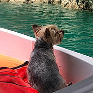 Oasis a rejoint le concours — aidez-le/la à gagner de superbes lots ! dog, boat, water, rock, cliff, life_jacket, pet, outdoor, animal, canine, fur, sitting, side_view, nature, recreation, travel, vacation, calm, serene, lake