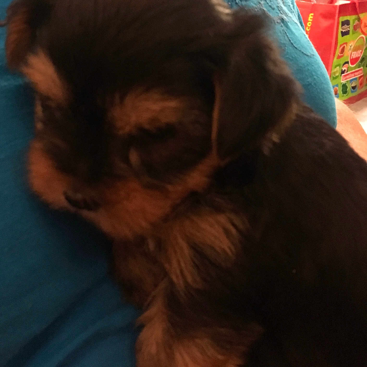 Oasis a rejoint le concours — aidez-le/la à gagner de superbes lots ! puppy, dog, close_up, sleepy, fur, pet, animal, blue_shirt, person, indoor, resting, cute, small, brown, black, soft, face, background, colorful, cozy