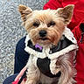 dog, small_dog, pet, animal, fur, jacket, clothing, person, hand, outdoor, gravel, red_jacket, black_jacket, cute, portrait, close_up, calm, sitting, leash, winter_clothing