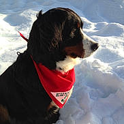 Bella participe au concours pour gagner de l'argent avec cette photo : dog, bernese_mountain_dog, snow, red_bandana, outdoor, pet, winter, animal, fur, sitting, side_profile, nature, cold, daylight, mammal, canine, calm, portrait, looking_away, cute