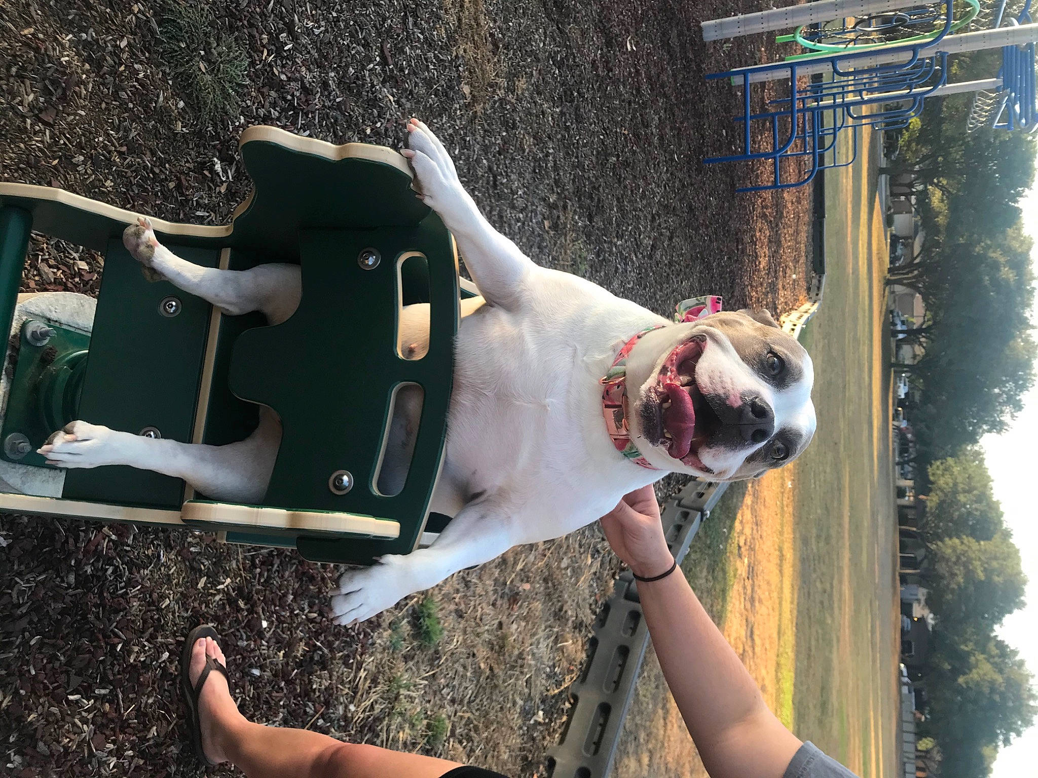 Britney joined the competition — help win amazing prizes! american_bulldog, canidae, carnivore, collar, companion_dog, dog, dog_breed, dog_collar, fawn, foot, green, hunting_dog, nail, old_english_bulldog, pet_supply, snout, sporting_group, toe, working_animal, working_dog