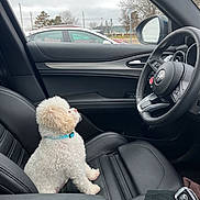 Pierogi is registered to the contest to win money with this photo: dog, white_dog, curly_fur, collar, car_interior, driver_seat, steering_wheel, black_leather, window, car_door, car_mirror, cloudy_sky, parked_car, red_car, outdoor, pet, animal, seat, leather_seat, key_fob
