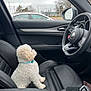 dog, white_dog, curly_fur, collar, car_interior, driver_seat, steering_wheel, black_leather, window, car_door, car_mirror, cloudy_sky, parked_car, red_car, outdoor, pet, animal, seat, leather_seat, key_fob