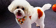 Pierogi is registered to the contest to win money with this photo: dog, white_fur, orange_spots, bandana, pumpkin, carpet, indoor, pet, cute, fluffy, small_dog, happy, tongue_out, fall, autumn, decor, animal, standing, portrait, cozy