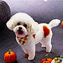 dog, white_fur, orange_spots, bandana, pumpkin, carpet, indoor, pet, cute, fluffy, small_dog, happy, tongue_out, fall, autumn, decor, animal, standing, portrait, cozy
