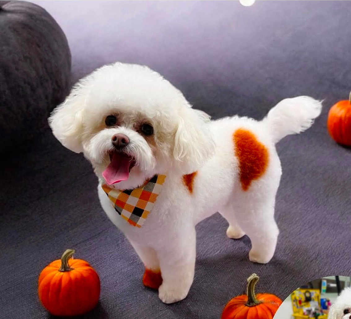 Pierogi is registered to the contest to win money with this photo: dog, white_fur, orange_spots, bandana, pumpkin, carpet, indoor, pet, cute, fluffy, small_dog, happy, tongue_out, fall, autumn, decor, animal, standing, portrait, cozy