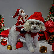Pierogi is registered to the contest to win money with this photo: dog, white_dog, santa_hat, christmas_costume, toy_santa, holiday, christmas_ornaments, pine_cone, decorations, festive, snow, red, gold, white, cute, pet, celebration, winter, indoors, seasonal