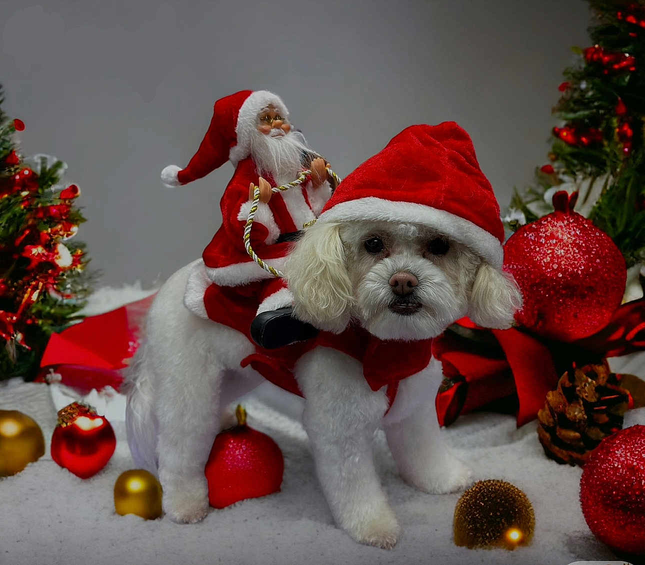 Pierogi is registered to the contest to win money with this photo: dog, white_dog, santa_hat, christmas_costume, toy_santa, holiday, christmas_ornaments, pine_cone, decorations, festive, snow, red, gold, white, cute, pet, celebration, winter, indoors, seasonal