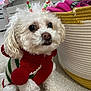 Pierogi joined the competition — help win amazing prizes! dog, white_dog, small_dog, curly_fur, festive_sweater, red_sweater, pom_poms, candy_cane_accessories, pet, indoor, carpet, woven_basket, blanket, cute, adorable, holiday, christmas, fur, companion, animal