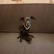 Miss Lylou participe au concours pour gagner de l'argent avec cette photo : puppy, dog, black_dog, sitting, collar, couch, indoor, home, portrait, pet, canine, animal, dark_fur, floppy_ears, front_facing, serious_expression, wall_mural, antlers, tree, furniture
