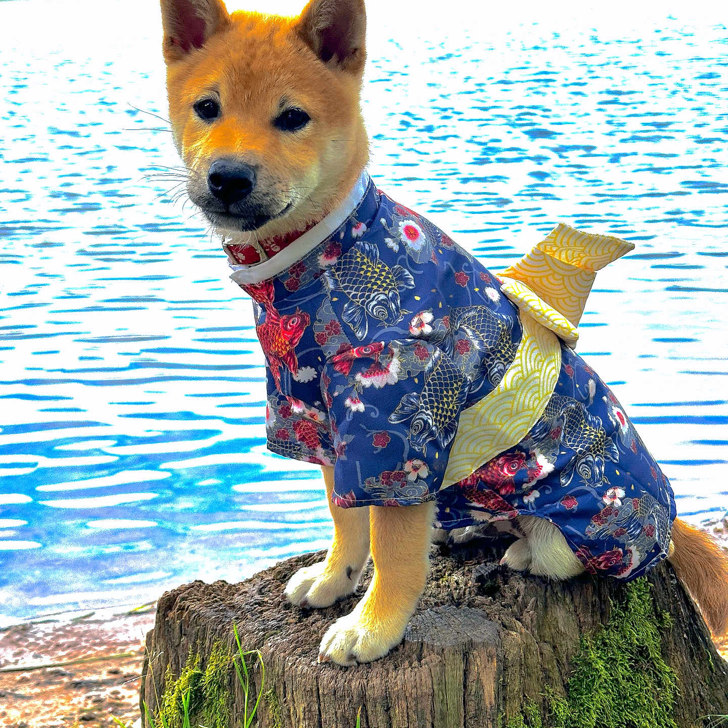 Kiyoshi participe au concours pour gagner de l'argent avec cette photo : animal, canine, clothing, dog, dress, face, formalwear, head, nature, outdoors, person, pet, photography, plant, portrait, puppy, tree, treestump, water, waterfront
