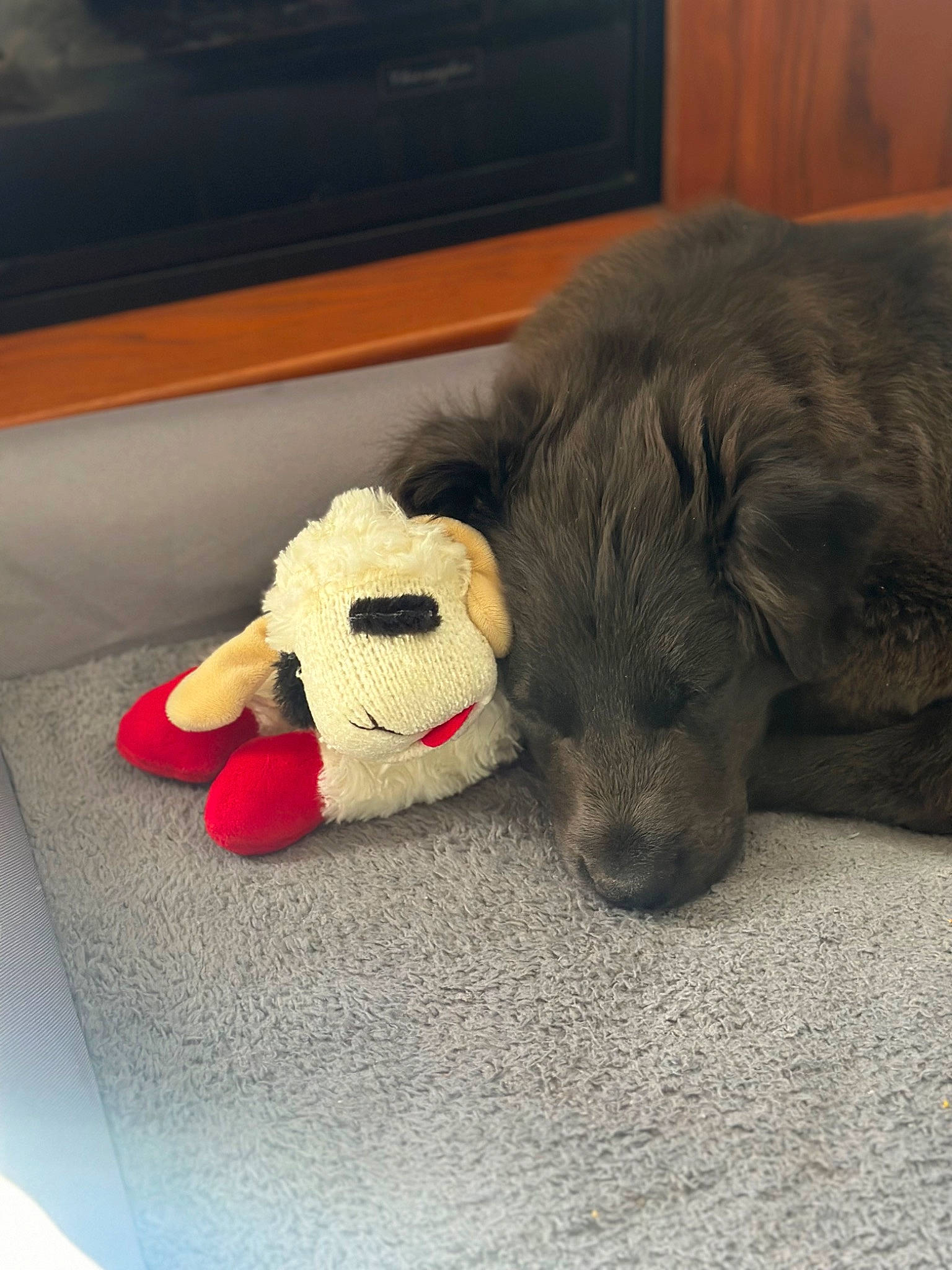 Jax is registered to the contest to win money with this photo: canidae, carmine, comfort, companion_dog, dog, dog_breed, flooring, fur, linens, mammal, paw, picture_frame, plush, snout, stuffed_toy, television, terrestrial_animal, toy, vertebrate, working_animal