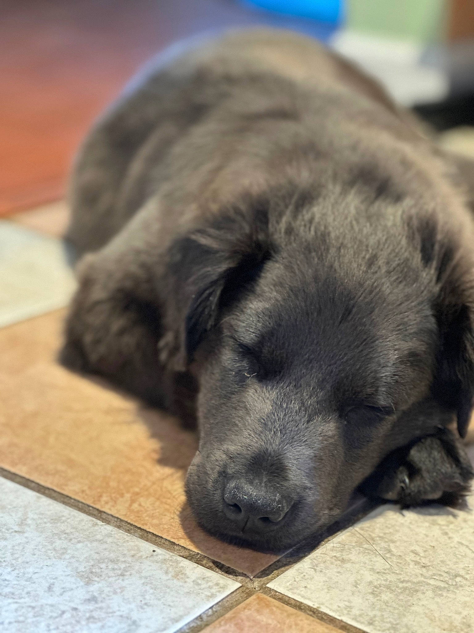 Jax joined the competition — help win amazing prizes! borador, canidae, carnivore, comfort, companion_dog, dog, dog_breed, flooring, fur, grey, liver, nap, paw, snout, sporting_group, terrestrial_animal, whiskers, working_animal