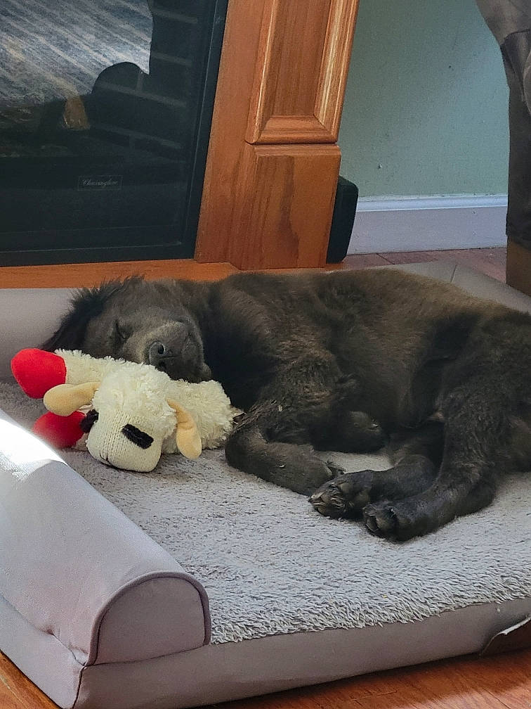 Jax is registered to the contest to win money with this photo: bed, canidae, carnivore, comfort, companion_dog, dog, dog_breed, fawn, fur, grey, linens, liver, pet_supply, picture_frame, snout, sporting_group, studio_couch, stuffed_toy, tail, toy