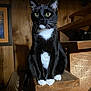 Lucky joined the competition — help win amazing prizes! cat, tuxedo_cat, black_and_white, wooden_stairs, indoor, feline, pet, animal, yellow_eyes, whiskers, paws, alert, portrait, close_up, wood_paneling, sitting, domestic_cat, fur, cute, pet_indoor