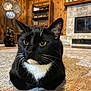 Lucky is registered to the contest to win money with this photo: cat, tuxedo_cat, loafing, indoor, rug, wood_paneling, stone_fireplace, vintage_decor, animal_skulls, fan, yellow_eyes, whiskers, furniture, shelf, cozy, home, pet, floor, relaxed, closeup