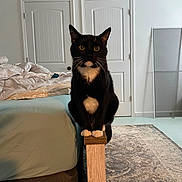 Lucky is registered to the contest to win money with this photo: cat, tuxedo_cat, bedroom, bed, wood, furniture, carpet, mirror, door, indoor, pet, animal, feline, whiskers, eyes, sitting, paws, black, white, quiet