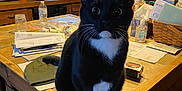 Lucky is registered to the contest to win money with this photo: cat, tuxedo_cat, kitchen, counter, papers, water_bottle, household_items, curious, black_and_white, whiskers, indoor, cluttered, domestic, pet, feline, table, wood, sitting, wide_eyes, close_up