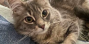 Murph is registered to the contest to win money with this photo: cat, gray_cat, tabby, fur, whiskers, ears, eyes, resting, indoor, denim, blanket, camouflage, fabric, pet, animal, cute, soft, close_up, relaxed, lying_down